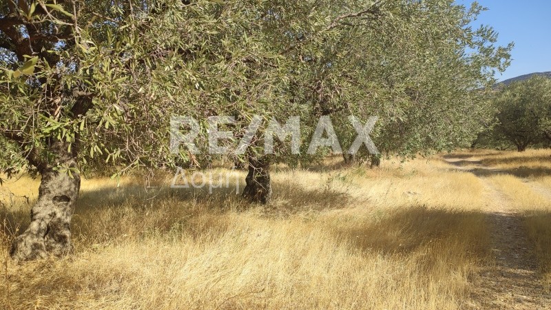 Αγροτεμάχια 13.011,59 τ.μ. πρός πώληση, Μαγνησία, Αισωνία