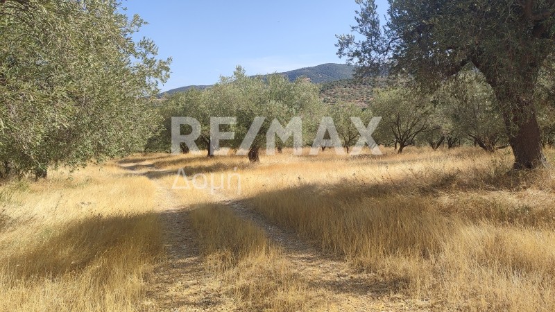 Αγροτεμάχια 13.011,59 τ.μ. πρός πώληση, Μαγνησία, Αισωνία