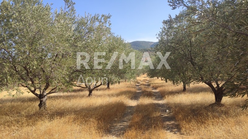 Αγροτεμάχια 13.011,59 τ.μ. πρός πώληση, Μαγνησία, Αισωνία