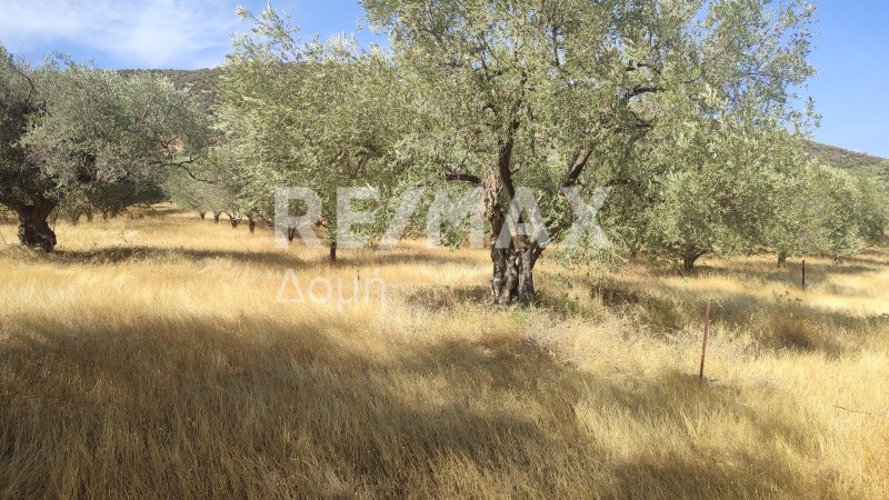 Αγροτεμάχια 13.011,59 τ.μ. πρός πώληση, Μαγνησία, Αισωνία