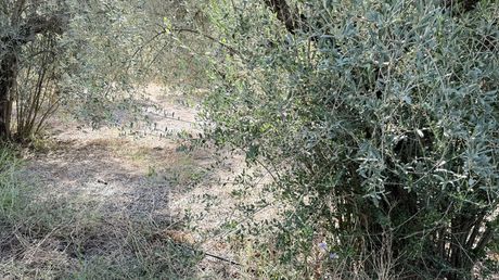 Parcel 4.200sqm for sale-Lamia