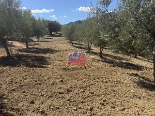 Αγροτεμάχια 1.500 τ.μ. για πώληση