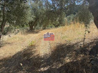 Αγροτεμάχια 1.000 τ.μ. για πώληση