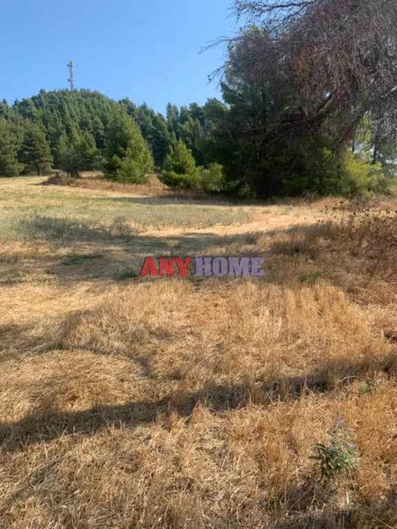 Αγροτεμάχια 6.000 τ.μ. προς πώληση, Μόλες Καλύβες