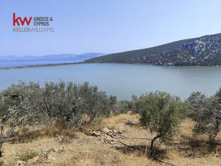 Αγροτεμάχια 11.000 τ.μ. για πώληση