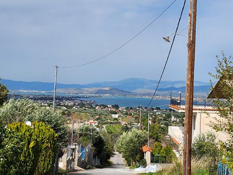 Αγροτεμάχια 4.234 τ.μ. για πώληση