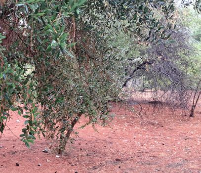 Land plot 620 sqm for sale