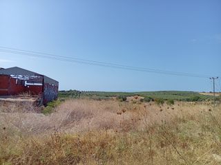 Αγροτεμάχια 10.000 τ.μ. για πώληση