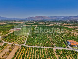 Αγροτεμάχια 7.425 τ.μ. για πώληση, Αργολίδα, Μιδέα-thumb-12