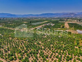 Αγροτεμάχια 7.425 τ.μ. για πώληση, Αργολίδα, Μιδέα-thumb-5