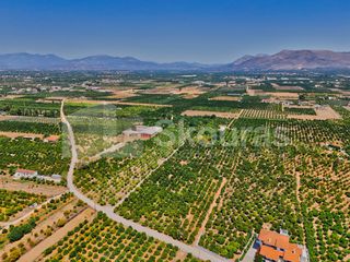 Αγροτεμάχια 7.425 τ.μ. για πώληση, Αργολίδα, Μιδέα-thumb-10