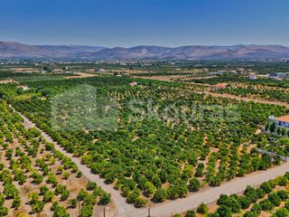 Αγροτεμάχια 7.425 τ.μ. για πώληση, Αργολίδα, Μιδέα-thumb-15