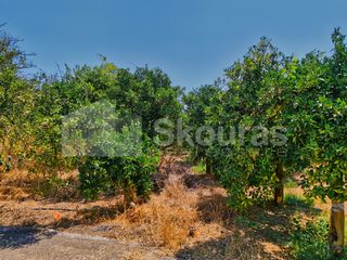 Αγροτεμάχια 7.425 τ.μ. για πώληση, Αργολίδα, Μιδέα-thumb-22