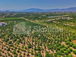 Αγροτεμάχια 7.425 τ.μ. για πώληση, Αργολίδα, Μιδέα-thumb-4
