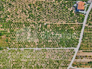 Αγροτεμάχια 7.425 τ.μ. για πώληση, Αργολίδα, Μιδέα-thumb-18