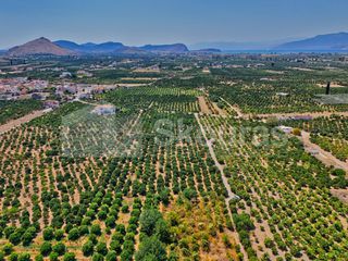 Αγροτεμάχια 7.425 τ.μ. για πώληση, Αργολίδα, Μιδέα-thumb-1
