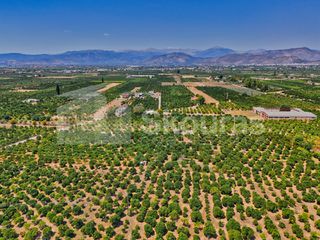 Αγροτεμάχια 7.425 τ.μ. για πώληση, Αργολίδα, Μιδέα-thumb-6
