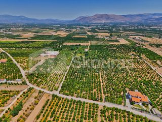 Αγροτεμάχια 7.425 τ.μ. για πώληση, Αργολίδα, Μιδέα-thumb-11