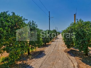 Αγροτεμάχια 7.425 τ.μ. για πώληση, Αργολίδα, Μιδέα-thumb-21