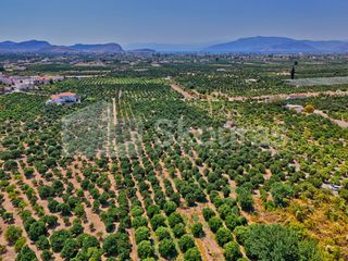 Αγροτεμάχια 7.425 τ.μ. για πώληση, Αργολίδα, Μιδέα-thumb-3