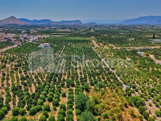 Αγροτεμάχια 7.425 τ.μ. για πώληση, Αργολίδα, Μιδέα-thumb-2