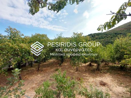 Land plot 3.000sqm for sale-Arnaia » Varvara