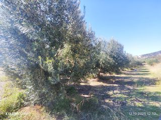 Αγροτεμάχια 2.300 τ.μ. για πώληση, Ν. Καβάλας, Ορφανό-thumb-2