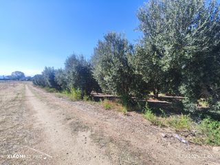 Αγροτεμάχια 2.300 τ.μ. για πώληση, Ν. Καβάλας, Ορφανό-thumb-3