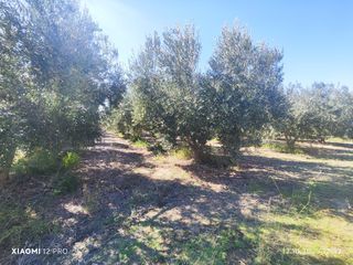 Αγροτεμάχια 10.250 τ.μ. για πώληση, Ν. Καβάλας, Ορφανό-thumb-17