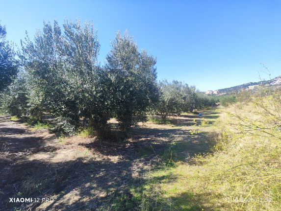 Αγροτεμάχια 10.250 τ.μ. για πώληση, Ν. Καβάλας, Ορφανό