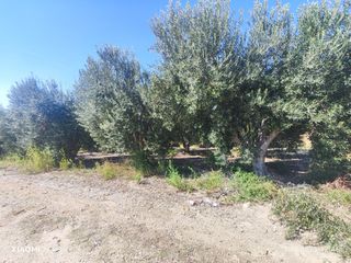 Αγροτεμάχια 12.500 τ.μ. για πώληση