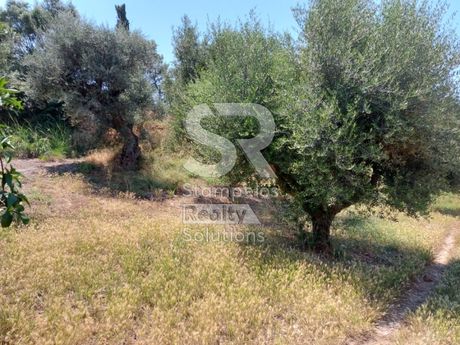 Land plot 9.000sqm for sale-Vrachneika » Monodendri