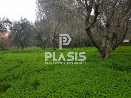 Αγροτεμάχια 8.000τ.μ. για πώληση-Μαραθώνας