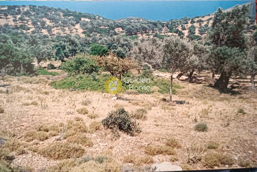 Οικόπεδο 5.336 τ.μ. προς πώληση, Οκτωνιά