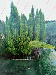 Κτίριο 600 τ.μ. προς πώληση, Μάρμαρα Αιγείρας-thumb-5