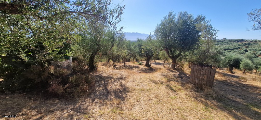 Αγροτεμάχια 4.685 τ.μ. πρός πώληση, Μεσσηνία, Μεσσήνη