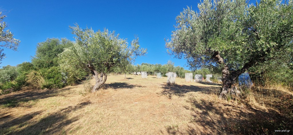 Αγροτεμάχια 4.685 τ.μ. πρός πώληση, Μεσσηνία, Μεσσήνη