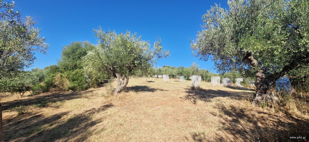 Αγροτεμάχια 4.685 τ.μ. πρός πώληση, Μεσσηνία, Μεσσήνη