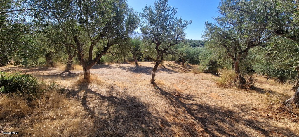 Αγροτεμάχια 4.685 τ.μ. πρός πώληση, Μεσσηνία, Μεσσήνη