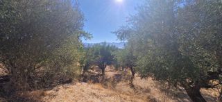 Αγροτεμάχια 4.685 τ.μ. προς πώληση, Αμπάζι-thumb-5
