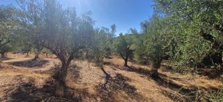 Αγροτεμάχια 4.685 τ.μ. προς πώληση, Αμπάζι-thumb-6