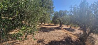Αγροτεμάχια 4.685 τ.μ. προς πώληση, Αμπάζι-thumb-7