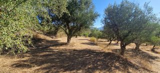Αγροτεμάχια 4.685 τ.μ. προς πώληση, Αμπάζι-thumb-8