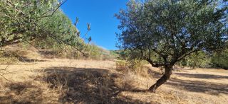 Αγροτεμάχια 4.685 τ.μ. προς πώληση, Αμπάζι-thumb-10