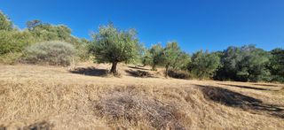 Αγροτεμάχια 4.685 τ.μ. προς πώληση, Αμπάζι-thumb-11