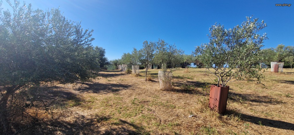 Αγροτεμάχια 2.618 τ.μ. προς πώληση, Μεσσηνία, Μεσσήνη