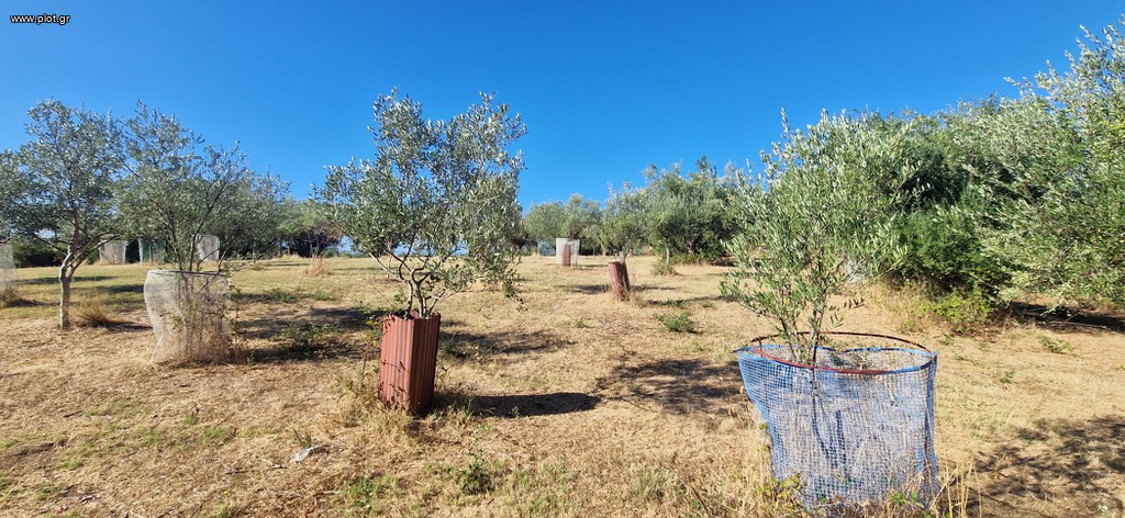 Αγροτεμάχια 2.618 τ.μ. προς πώληση, Μεσσηνία, Μεσσήνη