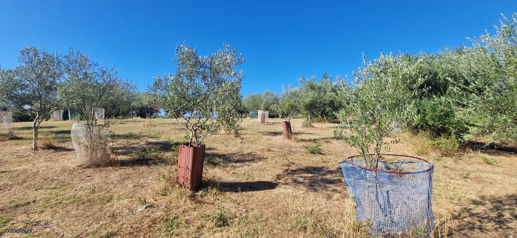 Αγροτεμάχια 2.618 τ.μ. προς πώληση, Μεσσηνία, Μεσσήνη