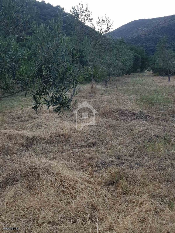 Αγροτεμάχια 4.817 τ.μ. προς πώληση, Παραλία Συκιάς