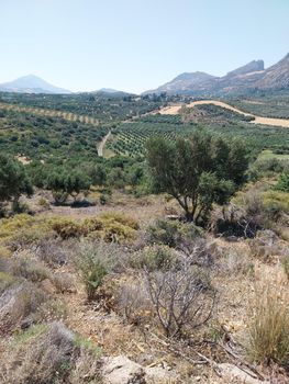 Αγροτεμάχια 5.000τ.μ. για πώληση-Φοινίκας » Ασώματος